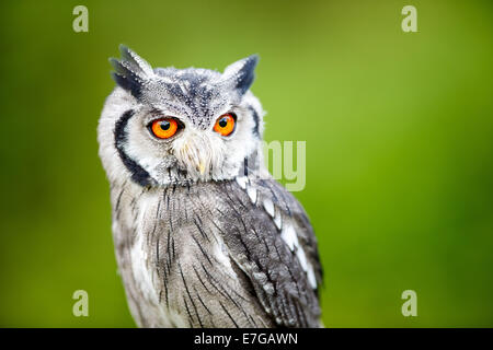 Portrait einer männlichen südlichen White-faced Eule (Ptilopsis Granti) - 16. August 2014 Stockfoto