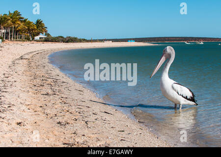 Australischer Pelikan am Strand von Monkey Mia, Pelecanus conspicillatus Stockfoto
