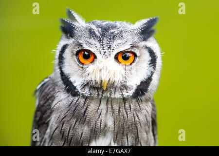 Portrait einer männlichen südlichen White-faced Eule (Ptilopsis Granti) - 16. August 2014 Stockfoto