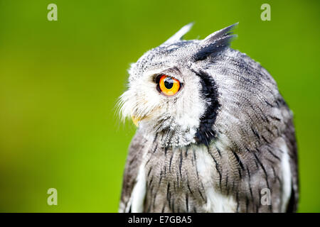 Portrait einer männlichen südlichen White-faced Eule (Ptilopsis Granti) - 16. August 2014 Stockfoto