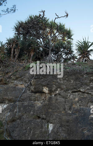 Am südlichen Schlucht Stockfoto