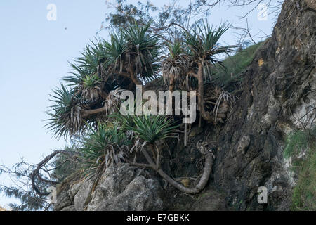 Am südlichen Schlucht Stockfoto