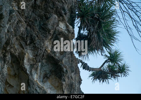 Am südlichen Schlucht Stockfoto