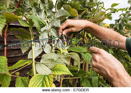 Binden himbeeren Himbeeren anbinden