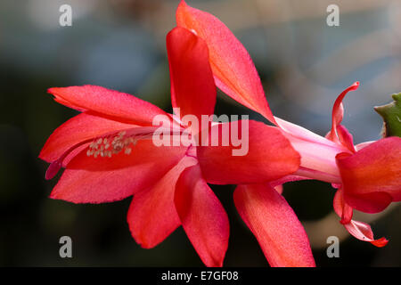 Nahaufnahme einer einzelnen Blume eine rote Form der Weihnachtskaktus Schlumbergera truncata Stockfoto