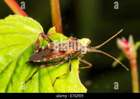 Erwachsenen westlichen Nadelbaum-Samen-Bug, Leptoglossus occidentalis Stockfoto