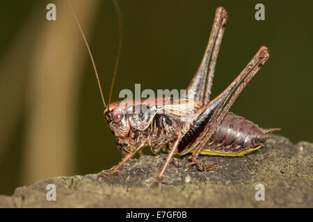 Erwachsene männliche dunkle Bush Cricket, Pholidoptera griseoaptera Stockfoto