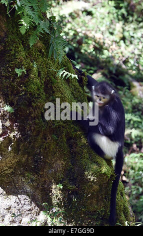 Dequn, Yunnan, China. 17. September 2014. Eine schwarze stupsnasige Affe (Rhinopithecus Bieti) sucht nach Nahrung in der Baimang Mountain National Naturschutzgebiet in der tibetischen autonomen Präfektur Deqen im Südwesten der chinesischen Provinz Yunnan, 16. September 2014. Die Bevölkerung von schwarzen stupsnasige Affen innerhalb der Baimang Mountain National Naturschutzgebiet erweitert um etwa 50 ab September. Im August 2013 hatte eine Erdbeben der Stärke 5,1 in Deqen negative Auswirkungen auf die Lebensräume der schwarzen stupsnasige Affen hier ausgeübt. Bildnachweis: Xinhua/Alamy Live-Nachrichten Stockfoto