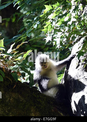 Dequn, Yunnan, China. 17. September 2014. Eine schwarze stupsnasige Affe (Rhinopithecus Bieti) sucht nach Nahrung in der Baimang Mountain National Naturschutzgebiet in der tibetischen autonomen Präfektur Deqen im Südwesten der chinesischen Provinz Yunnan, 16. September 2014. Die Bevölkerung von schwarzen stupsnasige Affen innerhalb der Baimang Mountain National Naturschutzgebiet erweitert um etwa 50 ab September. Im August 2013 hatte eine Erdbeben der Stärke 5,1 in Deqen negative Auswirkungen auf die Lebensräume der schwarzen stupsnasige Affen hier ausgeübt. Bildnachweis: Xinhua/Alamy Live-Nachrichten Stockfoto