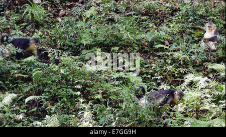 Dequn, Yunnan, China. 17. September 2014. Drei schwarze stupsnasige Affen (Rhinopithecus Bieti) suchen nach Nahrung in der Baimang Mountain National Naturschutzgebiet in der tibetischen autonomen Präfektur Deqen im Südwesten der chinesischen Provinz Yunnan, 16. September 2014. Die Bevölkerung von schwarzen stupsnasige Affen innerhalb der Baimang Mountain National Naturschutzgebiet erweitert um etwa 50 ab September. Im August 2013 hatte eine Erdbeben der Stärke 5,1 in Deqen negative Auswirkungen auf die Lebensräume der schwarzen stupsnasige Affen hier ausgeübt. Bildnachweis: Xinhua/Alamy Live-Nachrichten Stockfoto