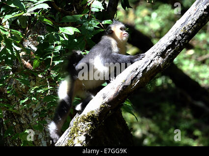 Dequn, Yunnan, China. 17. September 2014. Eine schwarze stupsnasige Affe (Rhinopithecus Bieti) sucht nach Nahrung in der Baimang Mountain National Naturschutzgebiet in der tibetischen autonomen Präfektur Deqen im Südwesten der chinesischen Provinz Yunnan, 16. September 2014. Die Bevölkerung von schwarzen stupsnasige Affen innerhalb der Baimang Mountain National Naturschutzgebiet erweitert um etwa 50 ab September. Im August 2013 hatte eine Erdbeben der Stärke 5,1 in Deqen negative Auswirkungen auf die Lebensräume der schwarzen stupsnasige Affen hier ausgeübt. Bildnachweis: Xinhua/Alamy Live-Nachrichten Stockfoto