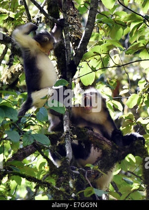 Dequn, Yunnan, China. 17. September 2014. Zwei schwarze stupsnasige Affen (Rhinopithecus Bieti) werden auf einem Ast in der Baimang Mountain National Naturschutzgebiet in der tibetischen autonomen Präfektur Deqen im Südwesten der chinesischen Provinz Yunnan, 16. September 2014 gesehen. Die Bevölkerung von schwarzen stupsnasige Affen innerhalb der Baimang Mountain National Naturschutzgebiet erweitert um etwa 50 ab September. Im August 2013 hatte eine Erdbeben der Stärke 5,1 in Deqen negative Auswirkungen auf die Lebensräume der schwarzen stupsnasige Affen hier ausgeübt. Bildnachweis: Xinhua/Alamy Live-Nachrichten Stockfoto