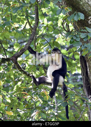 Dequn, Yunnan, China. 17. September 2014. Eine schwarze stupsnasige Affe (Rhinopithecus Bieti) sitzt auf einem Ast in der Baimang Mountain National Naturschutzgebiet in der tibetischen autonomen Präfektur Deqen im Südwesten der chinesischen Provinz Yunnan, 16. September 2014. Die Bevölkerung von schwarzen stupsnasige Affen innerhalb der Baimang Mountain National Naturschutzgebiet erweitert um etwa 50 ab September. Im August 2013 hatte eine Erdbeben der Stärke 5,1 in Deqen negative Auswirkungen auf die Lebensräume der schwarzen stupsnasige Affen hier ausgeübt. Bildnachweis: Xinhua/Alamy Live-Nachrichten Stockfoto