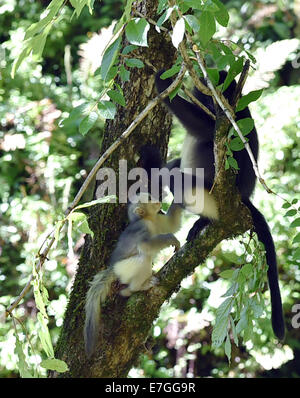 Dequn, Yunnan, China. 17. September 2014. Eine schwarze stupsnasige Affe (Rhinopithecus Bieti) Cub spielt mit seiner Mutter auf einem Ast in der Baimang Mountain National Naturschutzgebiet in der tibetischen autonomen Präfektur Deqen im Südwesten der chinesischen Provinz Yunnan, 16. September 2014. Die Bevölkerung von schwarzen stupsnasige Affen innerhalb der Baimang Mountain National Naturschutzgebiet erweitert um etwa 50 ab September. Im August 2013 hatte eine Erdbeben der Stärke 5,1 in Deqen negative Auswirkungen auf die Lebensräume der schwarzen stupsnasige Affen hier ausgeübt. Bildnachweis: Xinhua/Alamy Live-Nachrichten Stockfoto