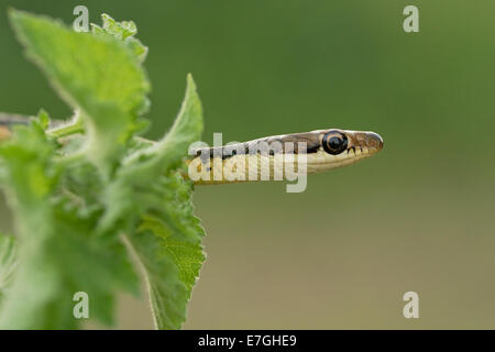 GEMEINSAME BRONZEBACK BAUMSCHLANGE (Dendrelaphis Tristis) Stockfoto