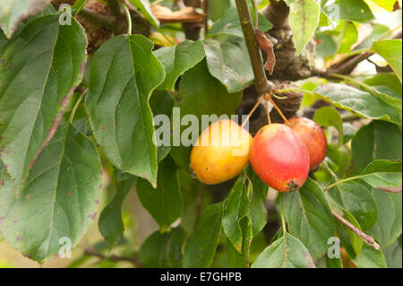 Kulturapfel Malus Krabben Reifen bereit für Herbst Ernte und Gelee Marmelade machen geerntet werden Stockfoto