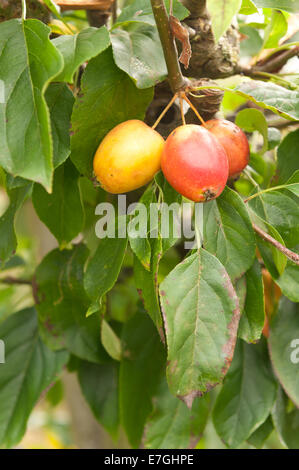 Kulturapfel Malus Krabben Reifen bereit für Herbst Ernte und Gelee Marmelade machen geerntet werden Stockfoto