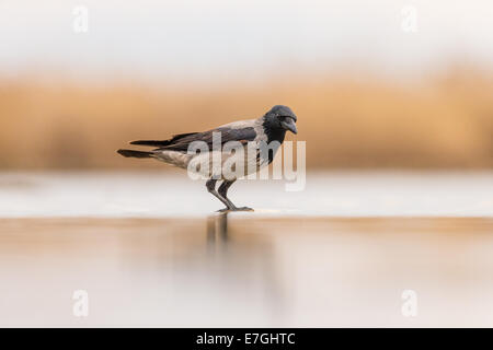 Mit Kapuze Krähe (Corvus Cornix) im flachen Wasser Stockfoto