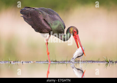 Schwarzstorch (Ciconia Nigra) Fischfang im frühen Morgenlicht Stockfoto