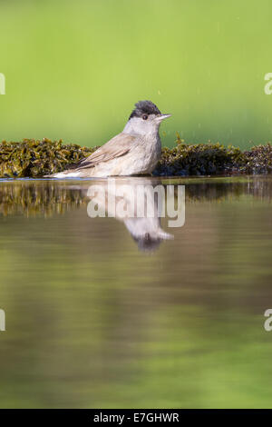 Erwachsene männliche Mönchsgrasmücke (Sylvia Atricapilla) in einem Wald-Pool Baden Stockfoto