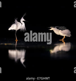 Schwarz-gekrönter Nachtreiher (Nycticorax Nycticorax) droht ein Seidenreiher (Egretta Garzetta) in der Nacht Stockfoto