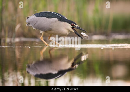 Schwarz-gekrönter Nachtreiher (Nycticorax Nycticorax) fangen ein Wels (Ictalurus) Stockfoto