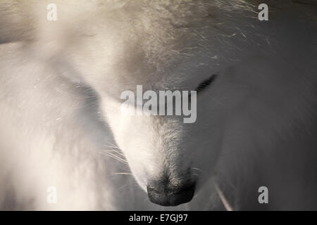 Nahaufnahme von Samojeden Hund vorbereitet für seine "Klasse an einer lokalen Hundeausstellung mit seinem Kopf gebeugt Stockfoto