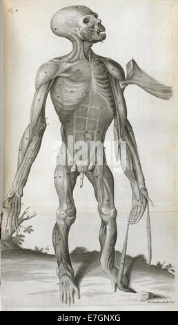 Anatomische Zeichnung - Orang-Outang, Sive Homo Sylvestris (1699), Abbildung 3 - BL Stockfoto