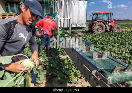 Rumänische Picker zur Ernte des Kohlrabi-Feldes, Ernte der Landwirtschaft, tschechische Landwirte Stockfoto