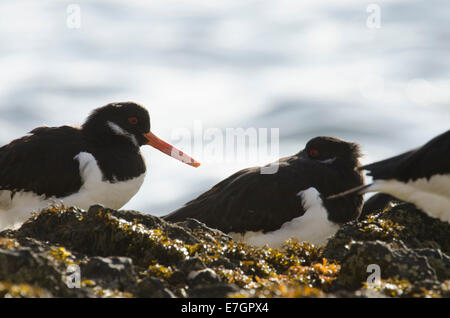 Austernfischer (Haematopus Ostralegus) ruht sich auf Felsen bei Flut. Stockfoto