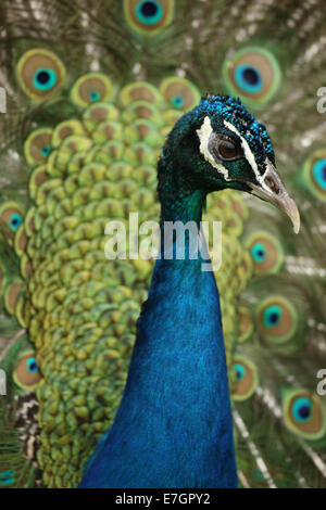 Nahaufnahme von einem männlichen Pfau Stockfoto