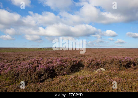 Eine windgepeitschte blühenden Heidekraut Moorland bei blau bewölktem Himmel im Herbst auf den North York moors Stockfoto