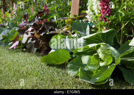 Kleiner Raum Küche Garten Kleingarten Gemüse Patch Gemüse Garten Garten mit Kohl wächst im gemischten Grenzsommer UK Stockfoto