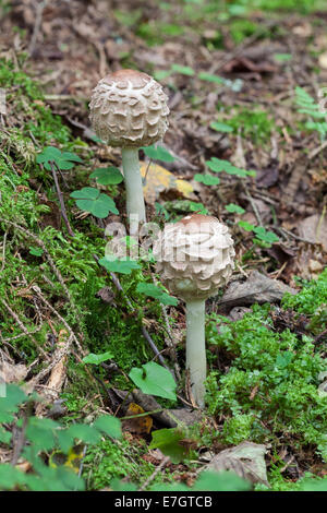 Parasol-Pilze Stockfoto