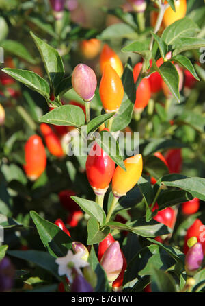 bunte Chilischoten in Sardinien Italien Stockfoto