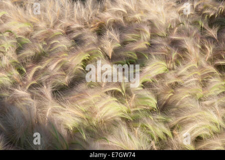 Garten - See the Wind - Ziergras Gräser Grenzen Pflanzung von Hordeum Jubatum Ziergerstengras - Designer - UK Stockfoto