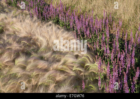 Garten - See the Wind - Ziergras Gras Grenzgrenzen - Anpflanzen von Hordeum Jubatum Ziergerstengras Salvia nemorosa 'Amethyst' - Vereinigtes Königreich Stockfoto