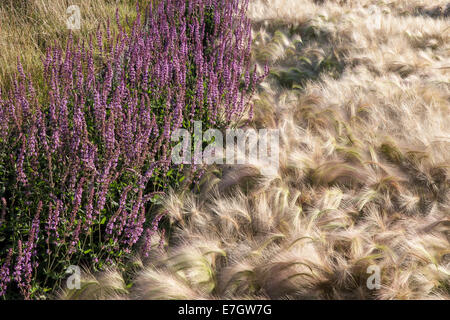 Garten - See the Wind - Ziergrasgräser Grenze Pflanzung von Hordeum Jubatum Ziergerstengras Salvia nemorosa Amethyst UK Stockfoto