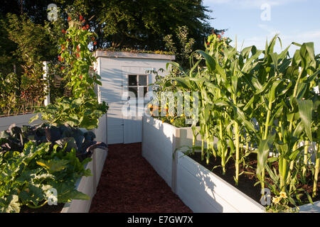 Kleiner Bio-Gemüsegarten mit Hochbeeten, die Zuckermais anbauen, Saville und Runnerbohnen, bemalten Gartenschuppen auf Kleingärten in Großbritannien Stockfoto