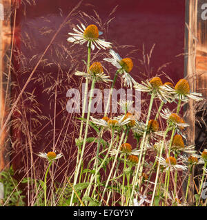 Tatton Park RHS Blumenschau 2014 junge Designer of the Year Wettbewerb - Silber vergoldet - Garten - prähistorische Modernismus Stockfoto