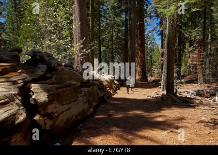 Touristen auf dem richtigen Weg durch Sequoia Bäume im Tuolumne Grove, in der Nähe von Crane Flat, Yosemite-Nationalpark, Kalifornien, USA Stockfoto