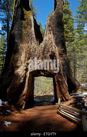 Toter Tunnel Baumriesen, Tuolumne Grove, in der Nähe von Crane Flat, Yosemite-Nationalpark, Kalifornien, USA Stockfoto