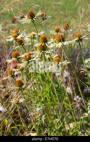 Tatton Park RHS Blumenschau 2014 junge Designer of the Year Wettbewerb - Silber vergoldet - Garten - prähistorische Modernismus Stockfoto