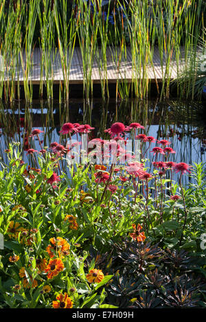 Der kleine Gartenteich Wasserpark verfügt über den urbanen Garten Echinacea Secret Passion Helenium Waltraut neben dem Gartenteich mit Stierkrauschen Stockfoto