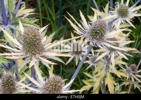 neue Sorte Eryngium "Neptunes Gold" Stockfoto