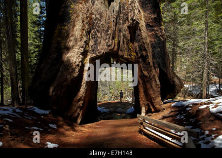 Tourist in toter Tunnel Baumriesen, Tuolumne Grove, in der Nähe von Crane Flat, Yosemite-Nationalpark, Kalifornien, USA Stockfoto