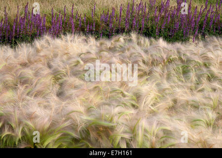 Garten - See the Wind - Ziergras Gräser Randbepflanzung von Hordeum Jubatum Ziergerstengras Salvia nemorosa 'Amethyst' - UK Stockfoto