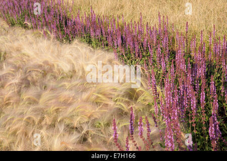 Garten - See the Wind - Pflanzen von Hordeum Jubatum Ziergerstengras Salvia nemorosa Amethyst Ziergras Gräser Grenze Großbritannien Stockfoto