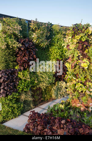 Garten - ein Geschmack von Wythenshawe - lebendige Mauer und Türme der Salat ernten Kräuter und Obst - Designer - Reaseheath Stockfoto