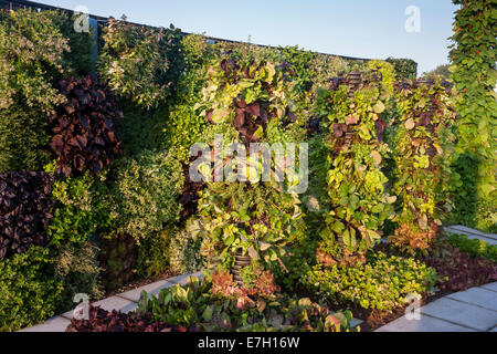 Kleiner Raum moderner Küchengarten mit vertikaler Wohnwand Gemüse Salat Salat Anbau Gartencontainer Kleinod UK Stockfoto